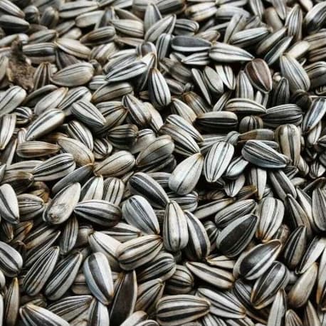 Girassol 1kg (A GRANEL)