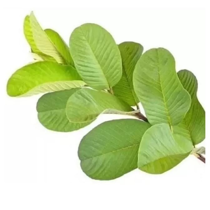 Kit 100 Folhas de Goiabeira Frescas, colhidas na hora do envo.