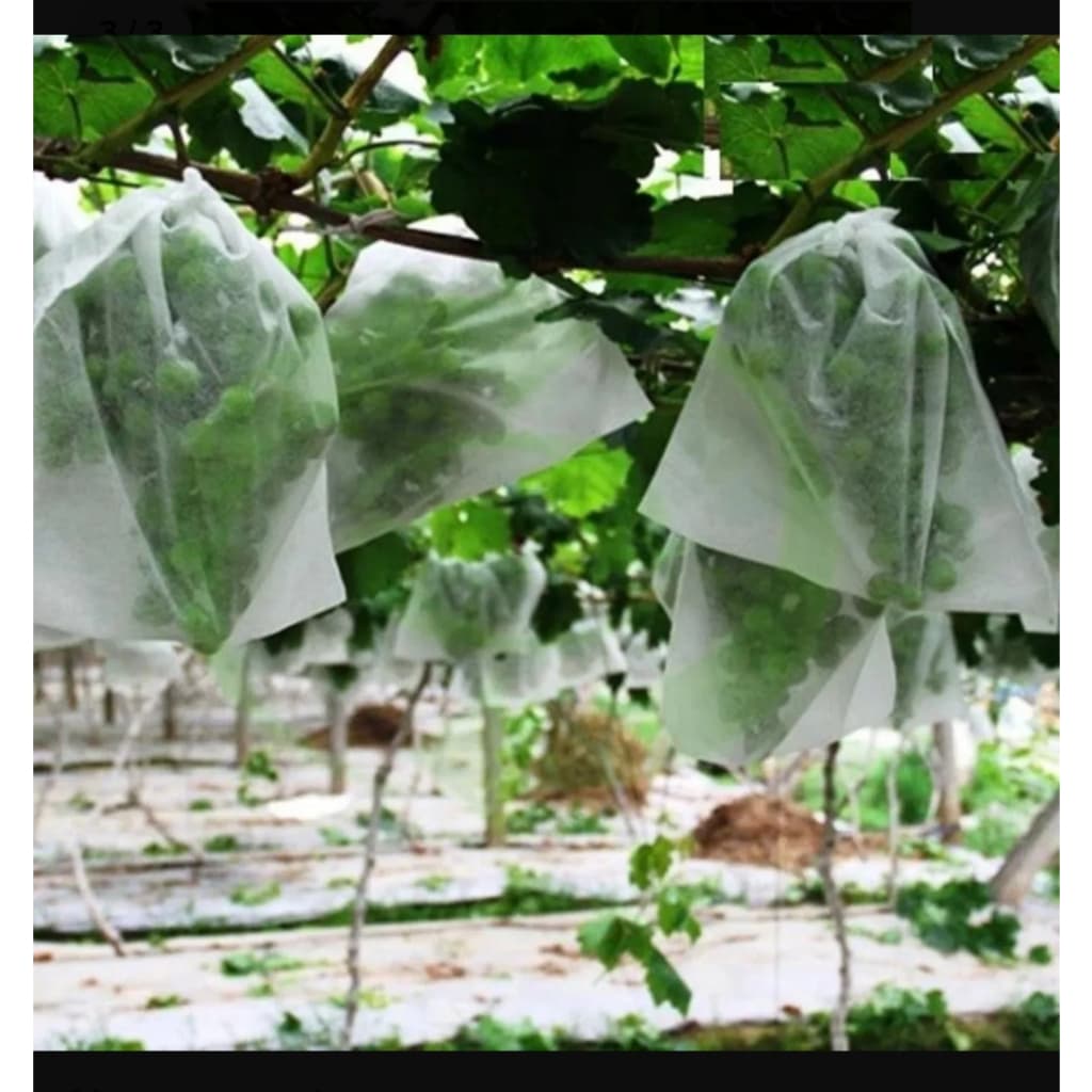 50 saquinhos de proteção de frutas no pé 20x25