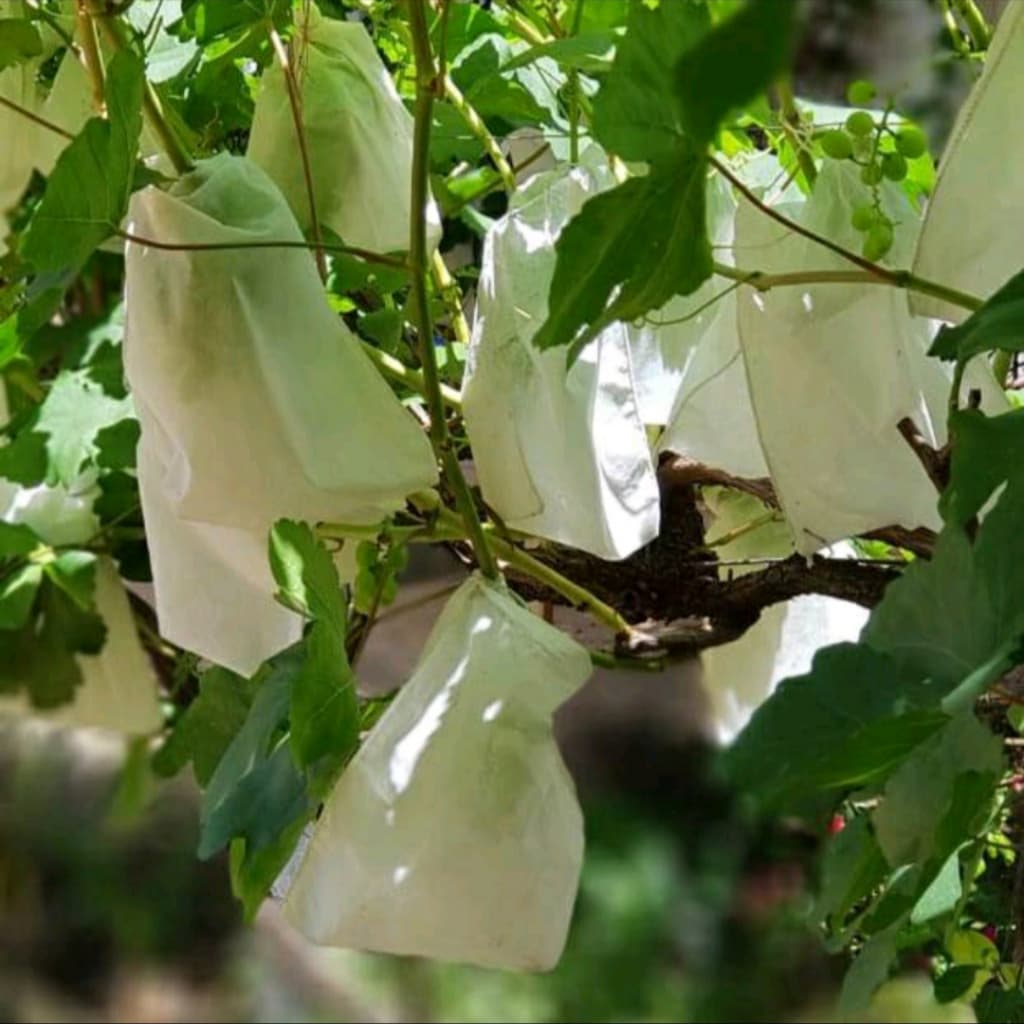 50 saco 13x20 proteção fruta no pé