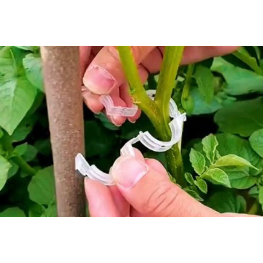 100Pcs Clip De Planta Fivela Clipes De Suporte Abraçadeiras De Plástico Suporta Ferramentas