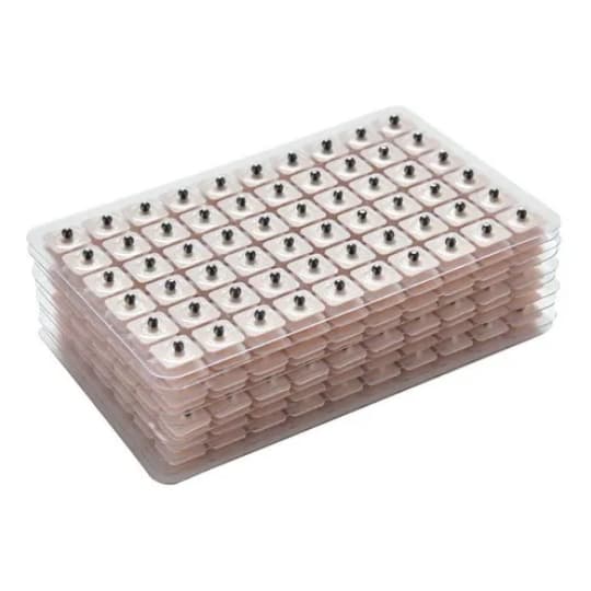 600 Sementes Vaccaria Auriculoterapia Acupuntura Auricular