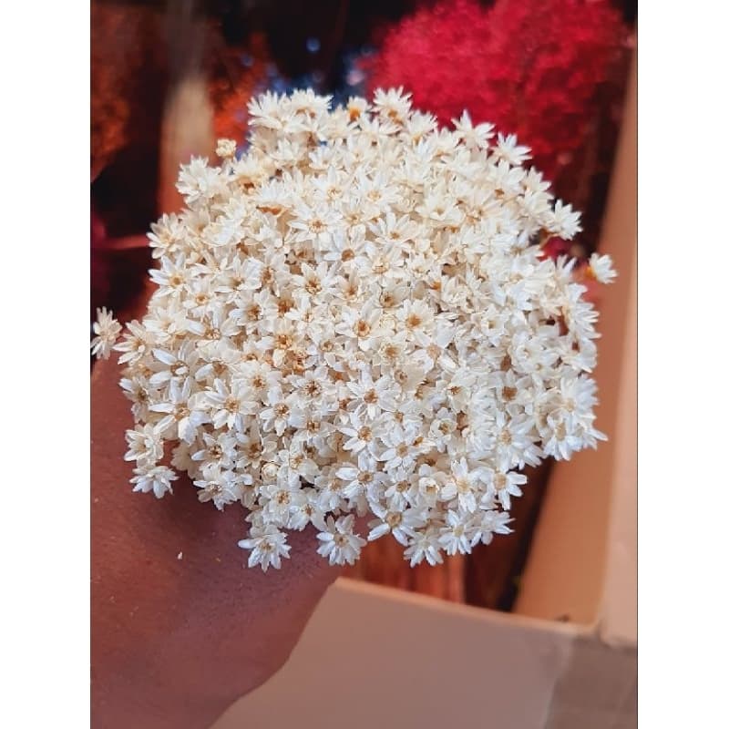 Flor sempre viva branca natural, Kit com 3.000 / 1.800 / 900 / 300 flores secas Premium