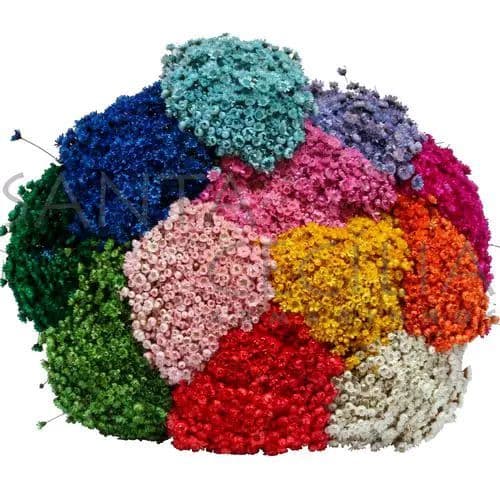 Sempre Viva Florzinha Natural e Desidratada  Buque de florzinha para decoração de ambientes.