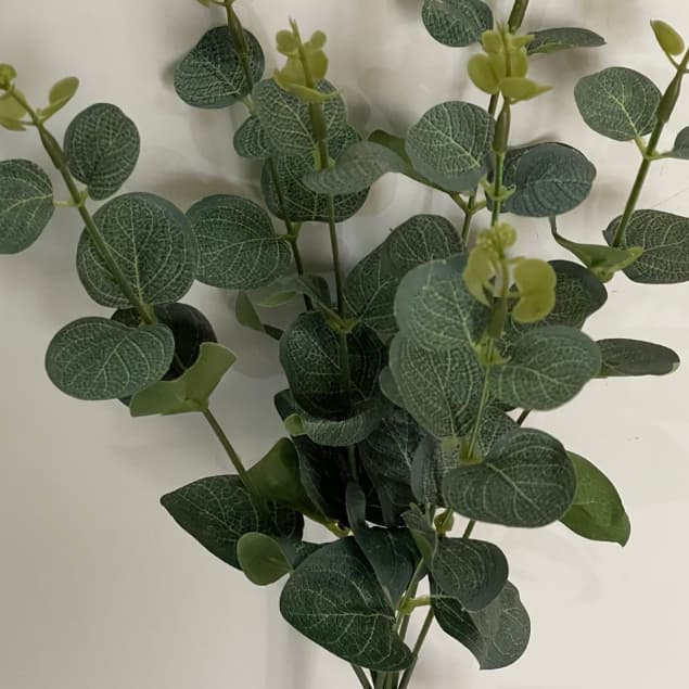 Eucalípto C/ 5 Hastes