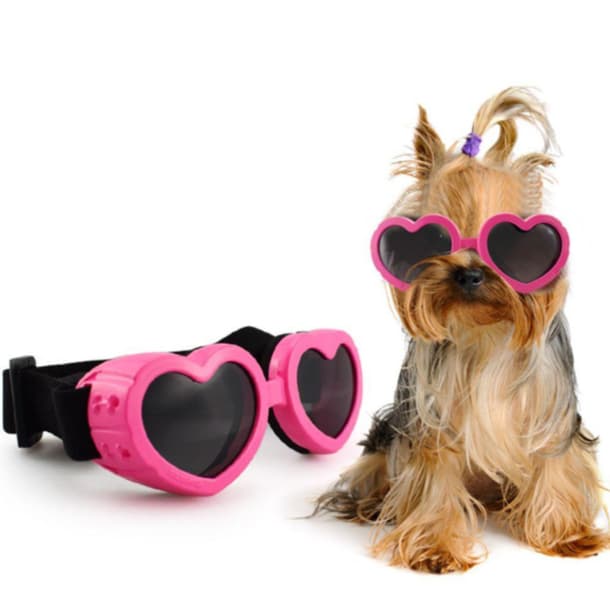 Óculos  Para Cachorro De  Porte Pequeno  Cachorro  Cães  Animais De Estimação Cachorros