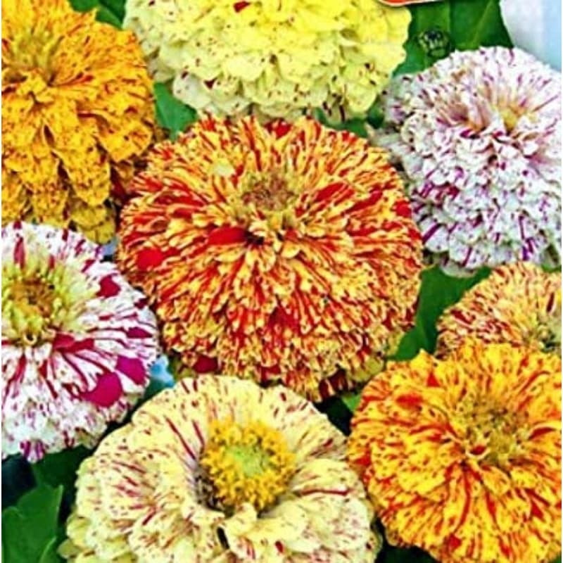 Sementes Zinnia Carrossel