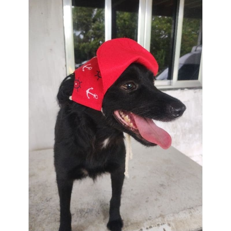 Boné Pet, várias estampas,