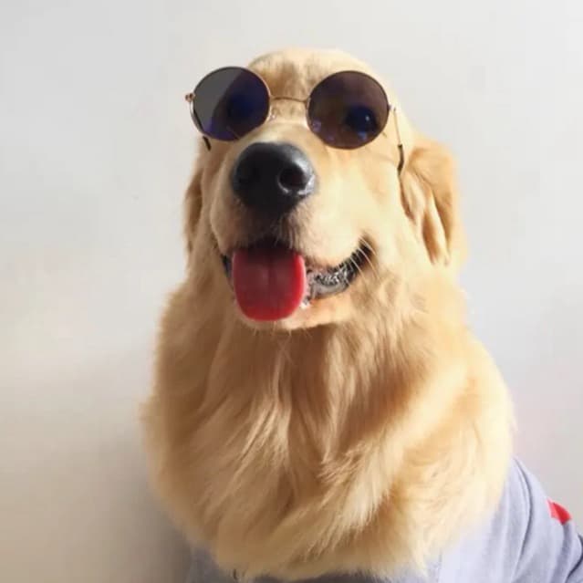 Óculos Redondo para Cachorro Pet Cão