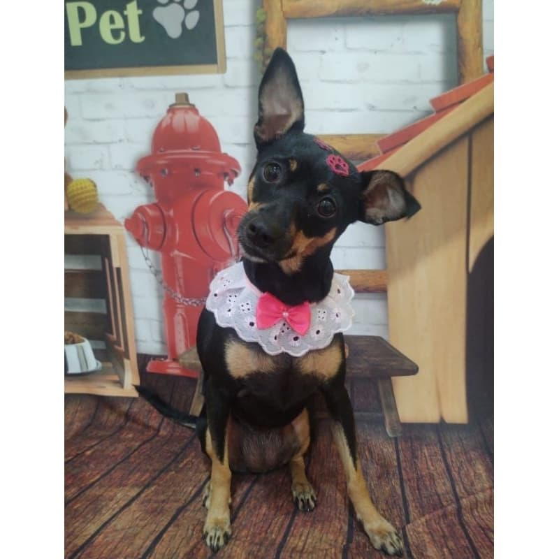 Gargantilha Pet Fêmea 10 unidades Tamanho M Banho e Tosa