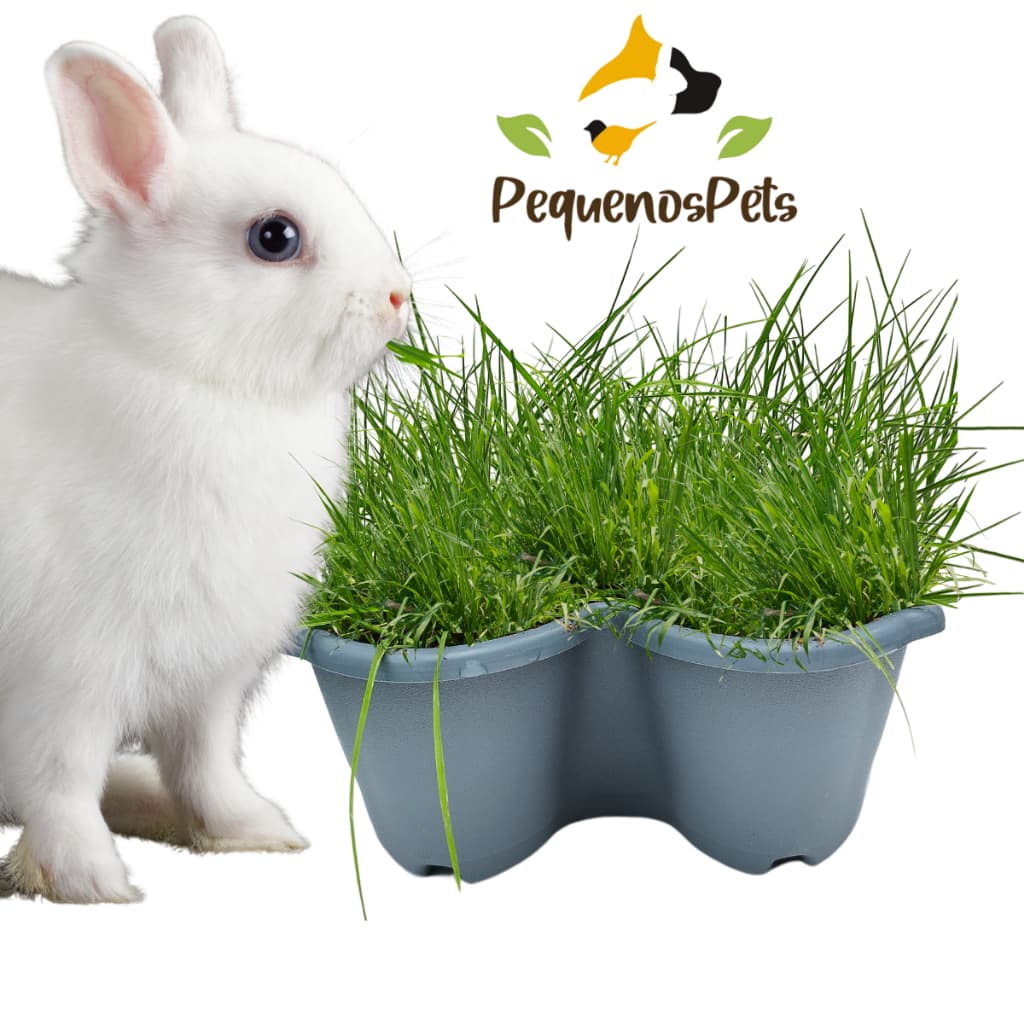 Kit Plantio de Graminha de Feno PequenosPets para Coelho e porquinho da índia, roedores e Calopsita