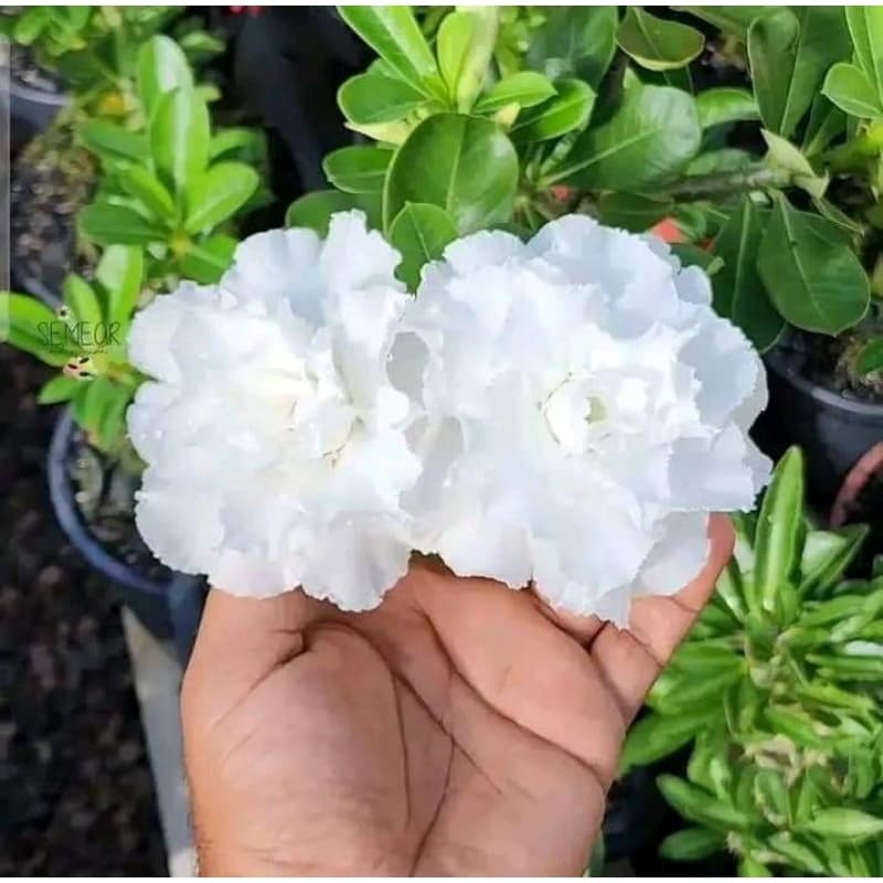 rosa do deserto branca dobrada 3 seeds