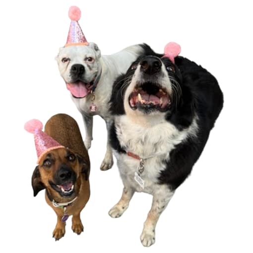 2 Chapéus Aniversário Cachorro/Gato Com Brilho e pompom Festa