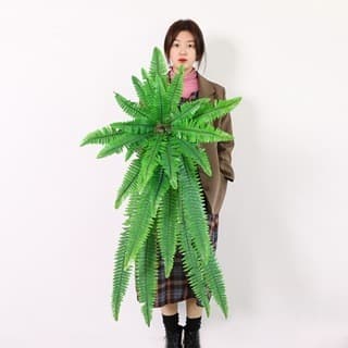 Samambaia Grande Decoração de Ambientes Diversos Paisagismo Casamento Debutante Jardim Suspenso