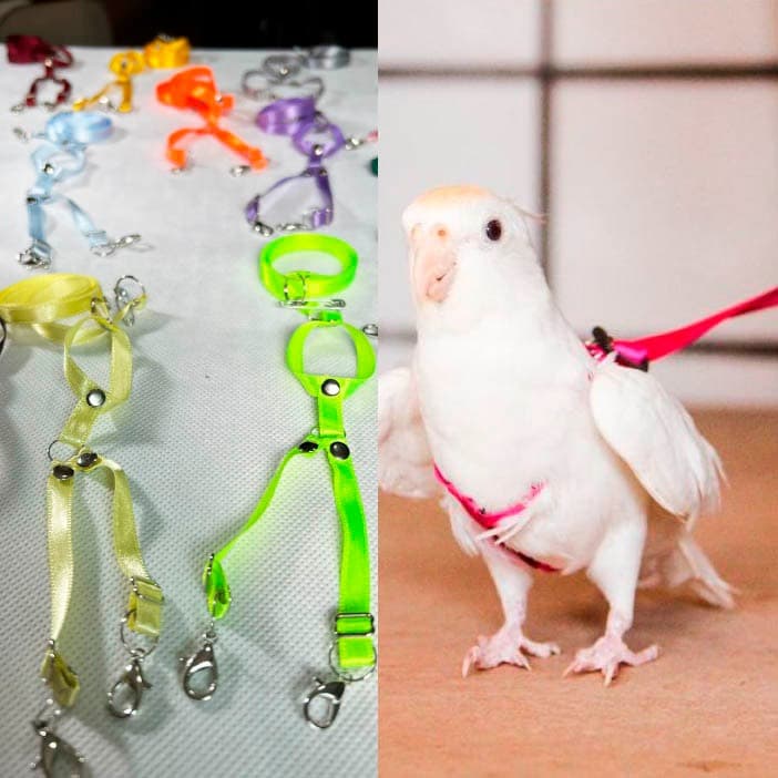 Coleira peitoral para calopsita