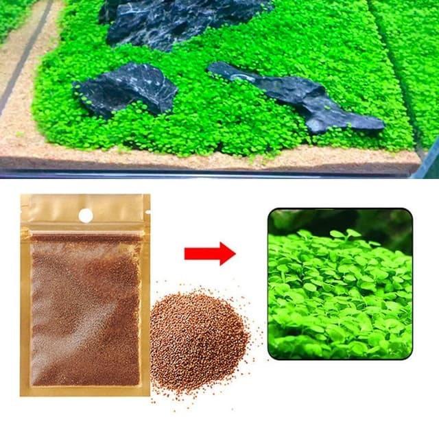 150 Sementes Cuba - Hemianthu Callitrichoide - Carpete Aquário + Panfleto de como plantar