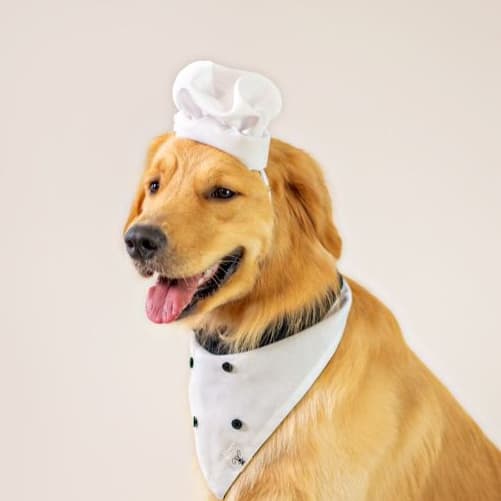Bandana para Pet Master Chef Dupla Face com Botão de Pressão e chapéu com elástico Animaliê