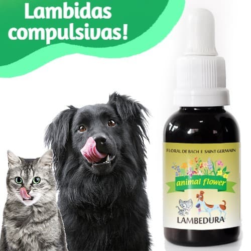 Floral de Bach Pet Lambidas Compulsiva Lambedura Cachorro Gato
