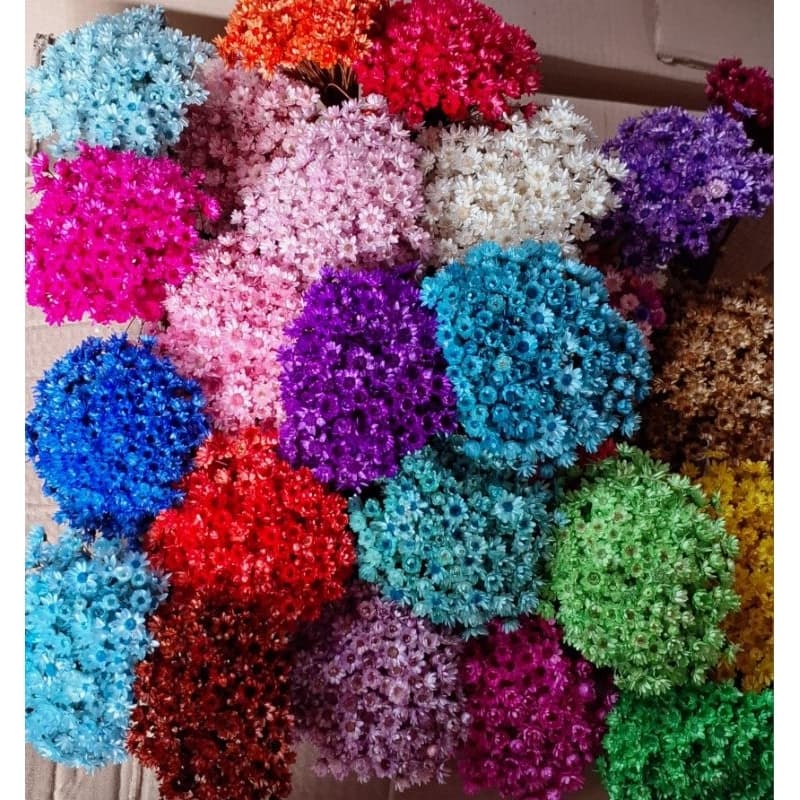 Flor Sempre Viva Premium , kit com 3.000/1.200/300 ou 150 flores Selecionadas