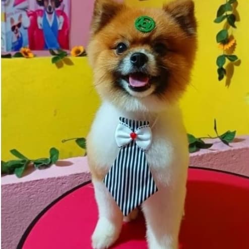 Kit com 10 Bandanas estilo Gravatas Pet para macho