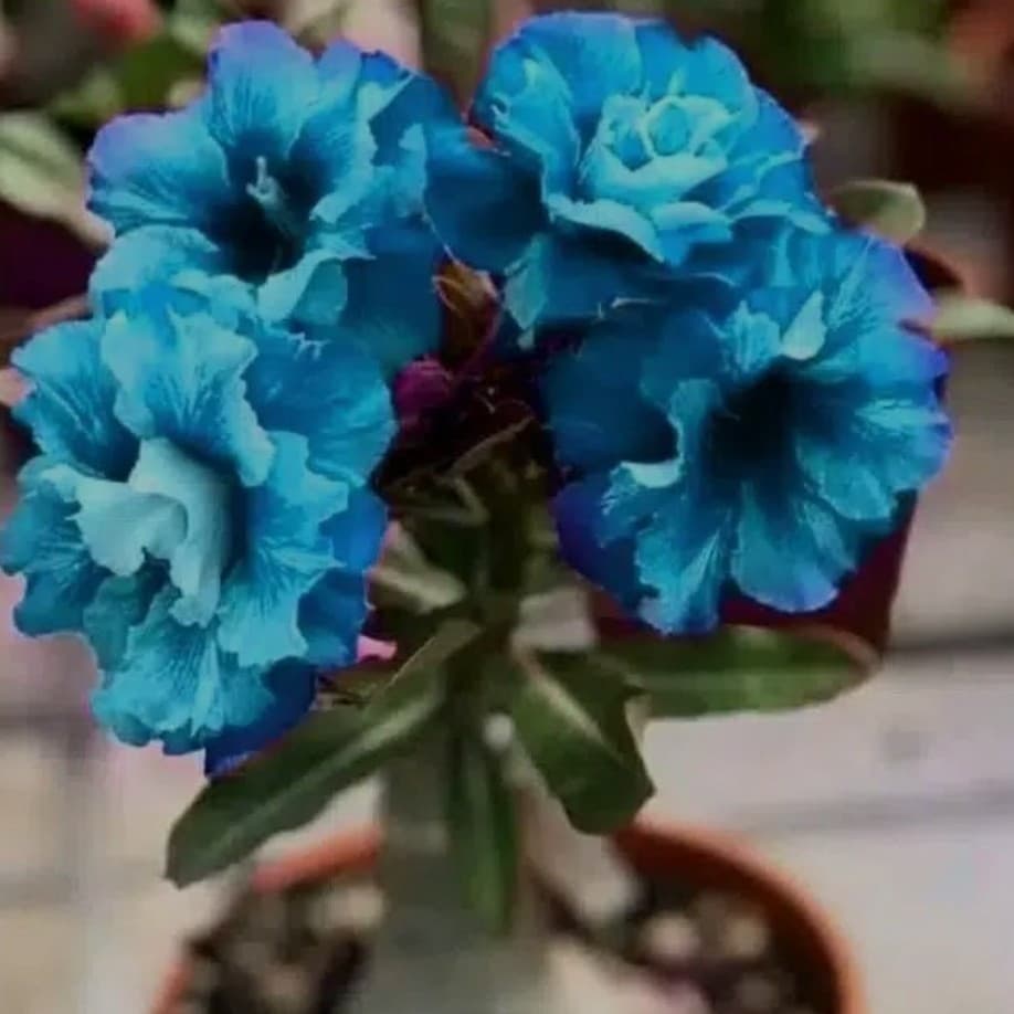 rosa do deserto sementes rosa do deserto Azul