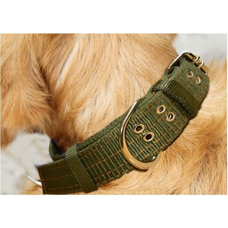 Coleira Nylon Dupla Grande Porte Para Cachorros Pit Bull e Raças Grandes Fita