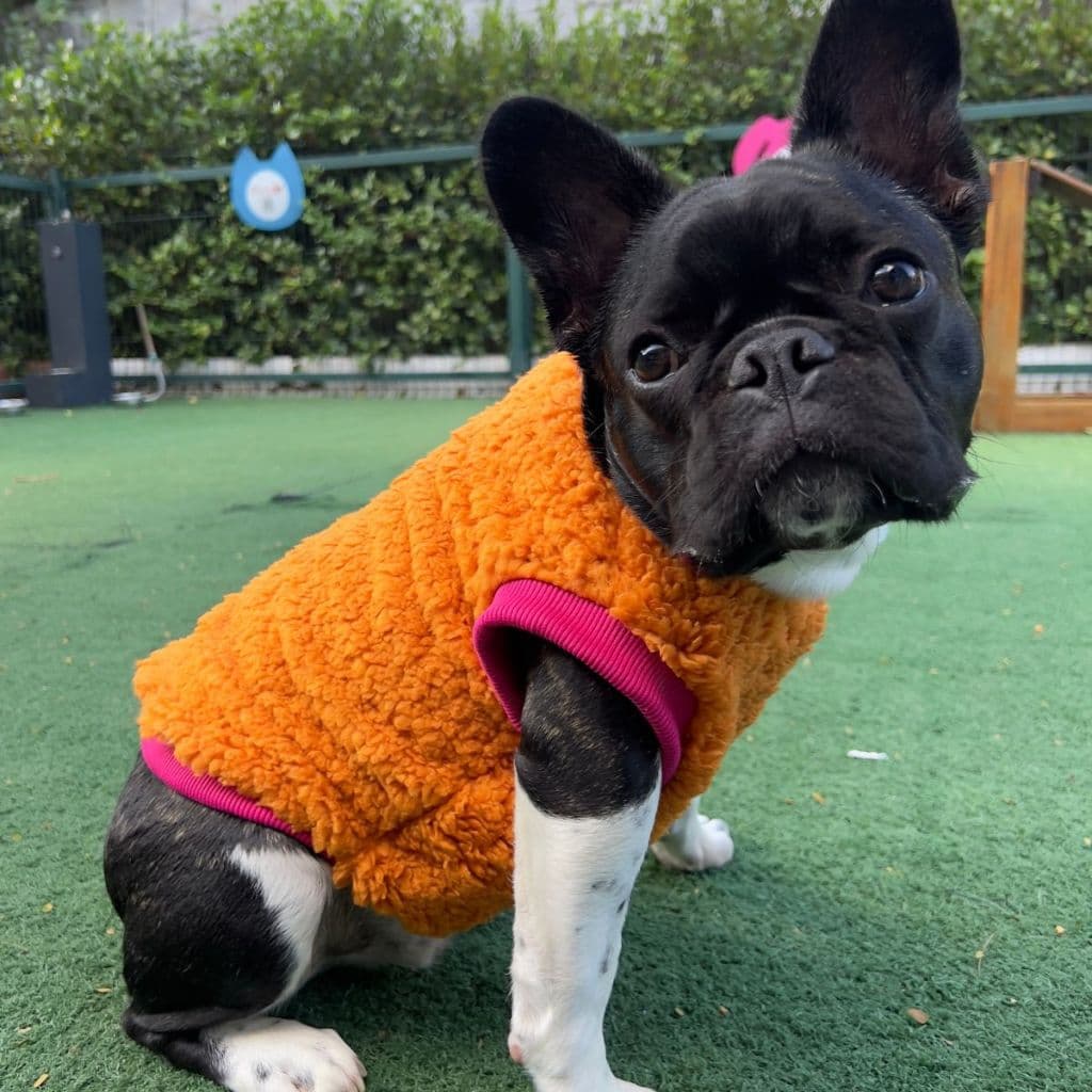 Colete Roupinha de Frio Inverno Para Pet Cachorro Cães e Gatos Teddy