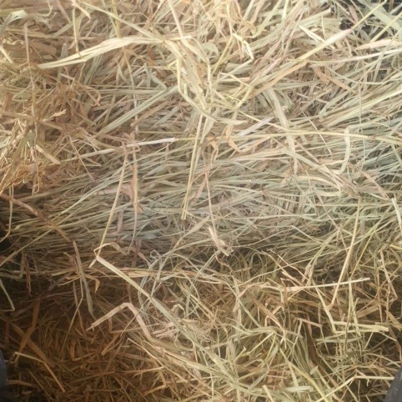 FENO PARA COELHO, PORQUINHO DA INDIA E OUTROS pacotão de 300G