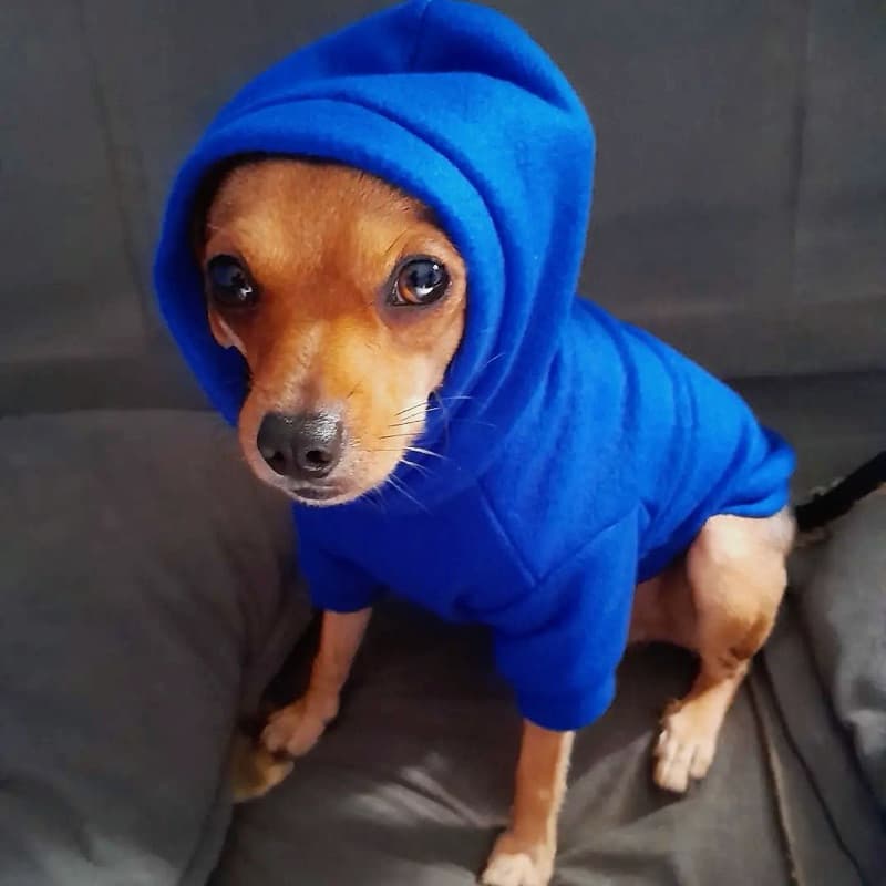 Roupinha pincher 0 1 2 Roupa para cachorro Roupinhas filhote Roupas de Gato