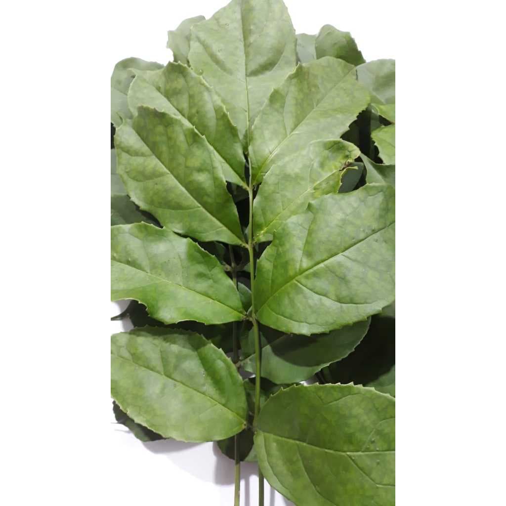 Folhas de Akoko Fresca