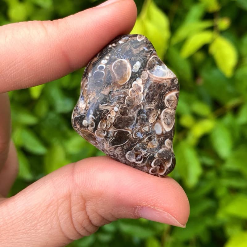 Ágata com FÓSSIL - Ágata Turritella Importada Wyoming (USA)