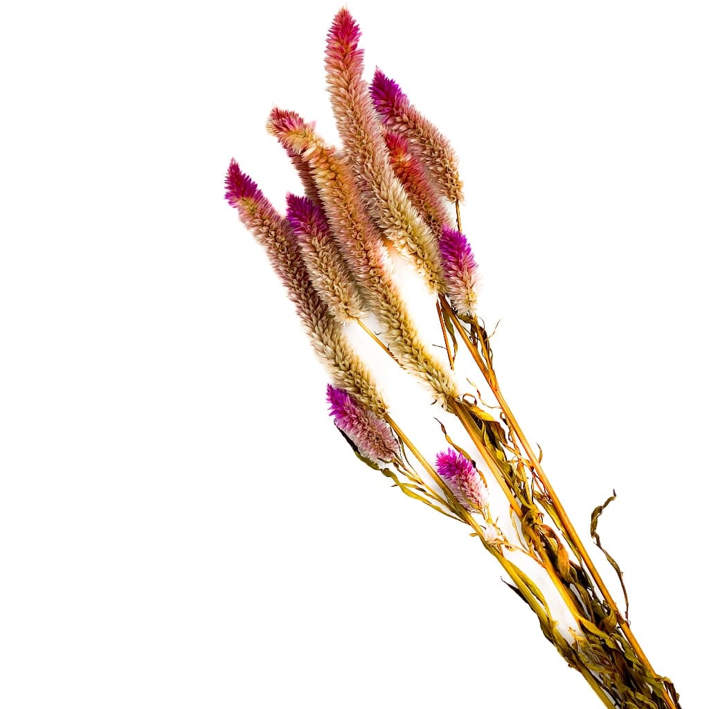 Spray Celosia para Hamster Gerbil 4 unit (SEM ALVEJAR)