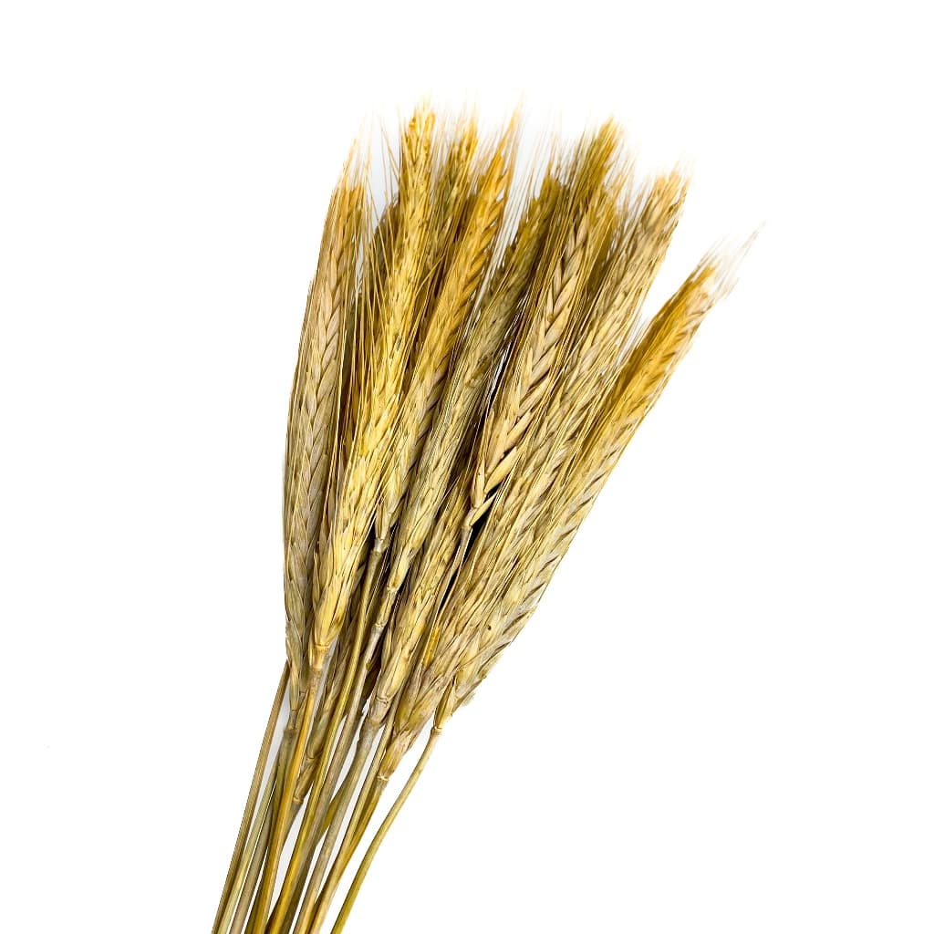 Spray Trigo para Hamster Gerbil 15 unit (SEM ALVEJAR)