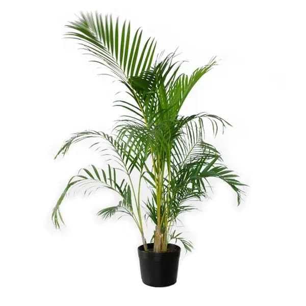 100 Sementes Frescas de Palmeira Areca Bambu Para Plantio Dypsis Lutescens