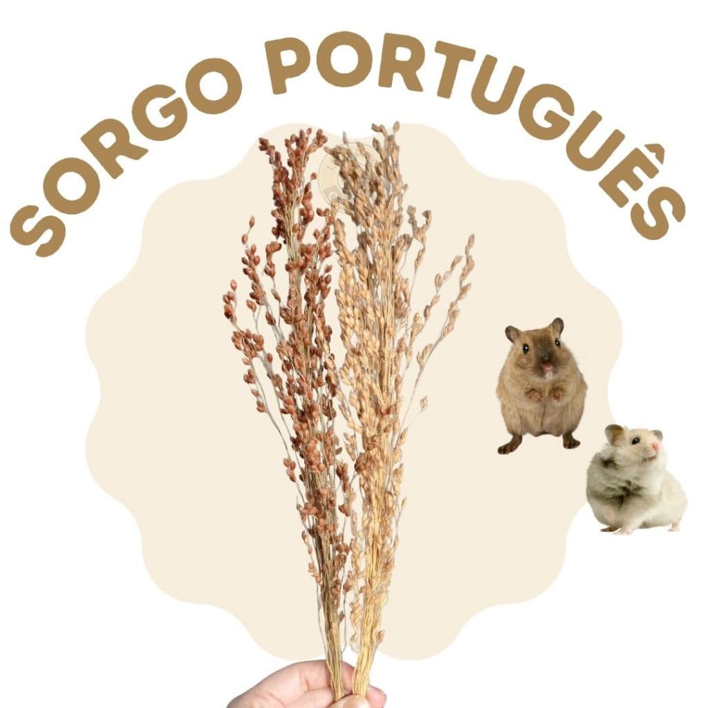 Sorgo Português para roedores e aves