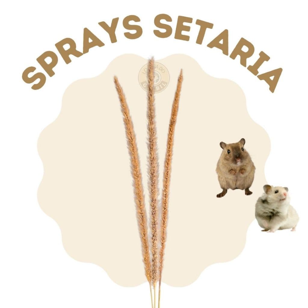 Spray Setária para roedores, hamster, Gerbil, ratos...