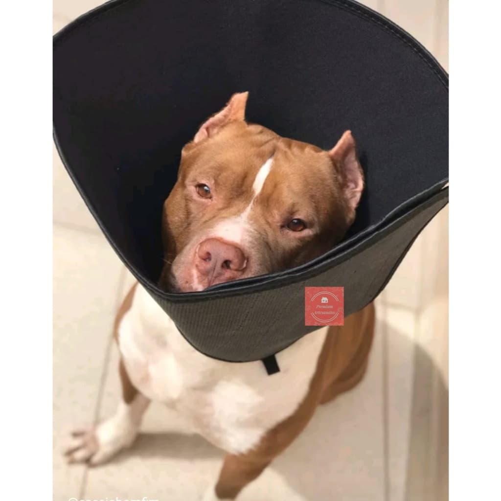 Colar Cone Pós Cirúrgico Para Cachorros Gatos De Diversos Tamanhos E Cores (1 ao 10)