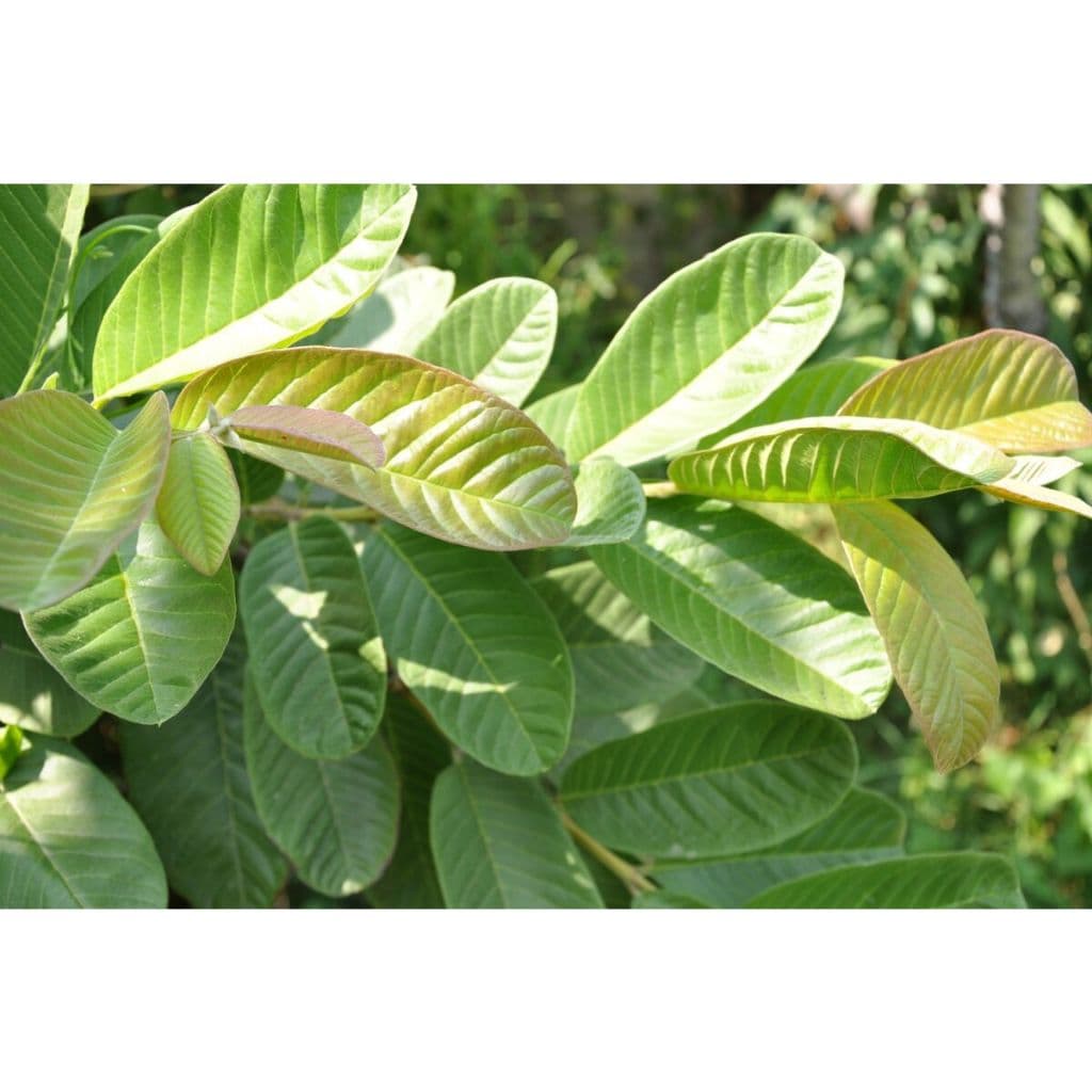 100 Folhas de Goiaba 100%Organicas