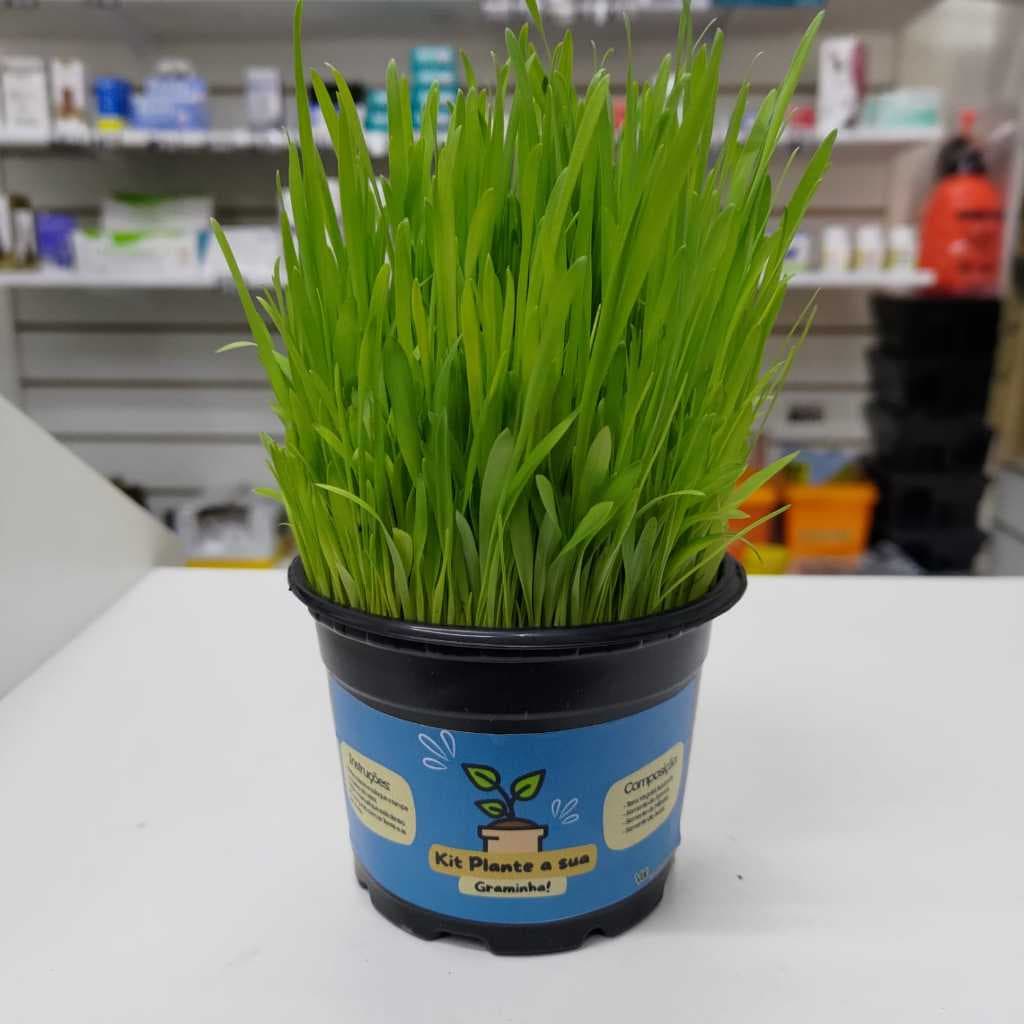 Plante Sua Graminha Petisco para Gatos - Diversão e Aprendizado para a Família