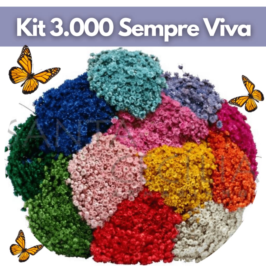 Kit Atacado Até 3.000 Sempre Viva Natural Desidratada Decoração Festa Arranjo Casamento Flor Seca