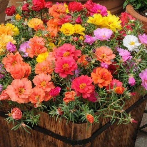 Sementes Onze Horas Dobradas