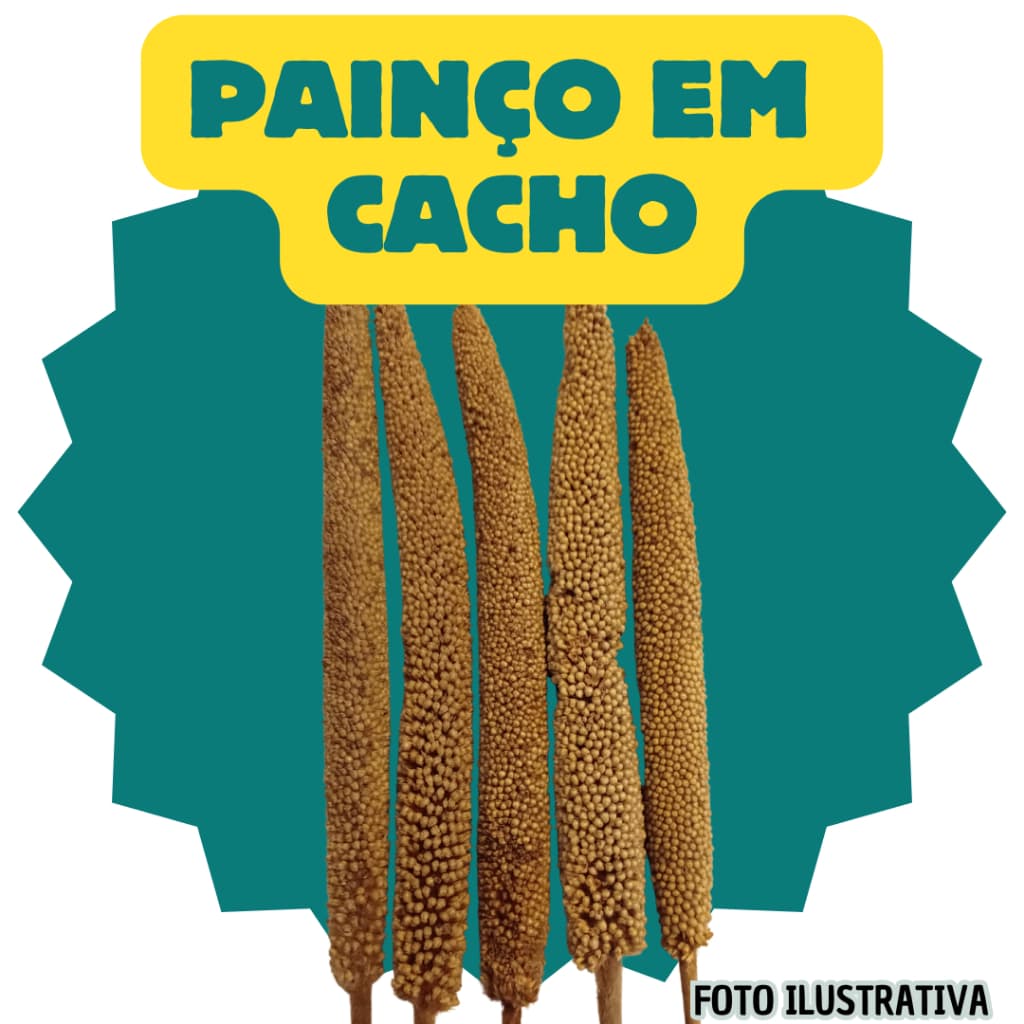 PAINÇO EM CACHO NATURAL PARA ROEDORES E PÁSSAROS