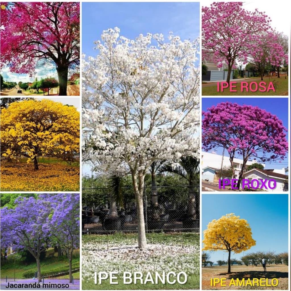 Sementes Ipê/Ype Amarelo/Branco/Roxo/Rosa/Verde/Jacarandá