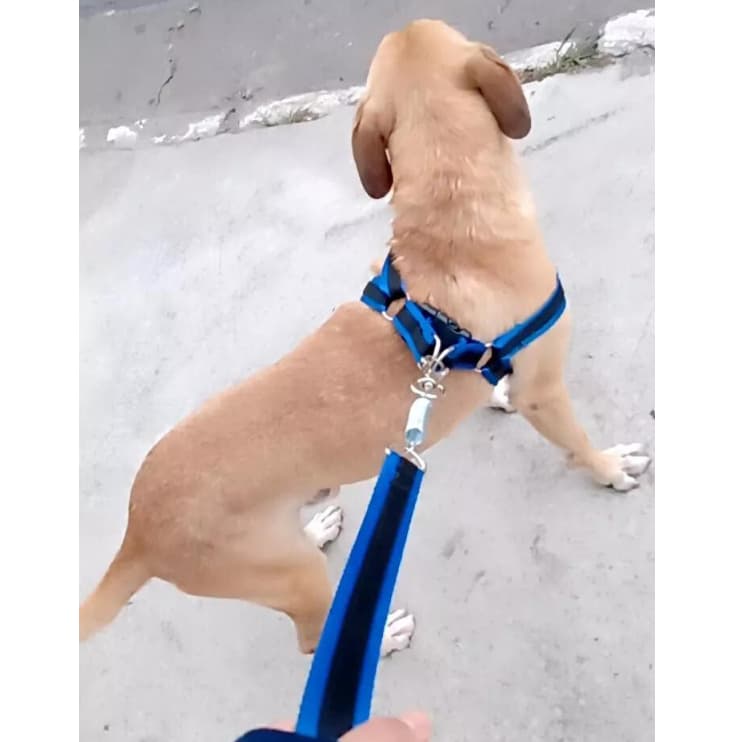 Coleira pra cachorro pequeno médio e grande forte Peitoral regulável Boxer Labrador Akita anti puxão