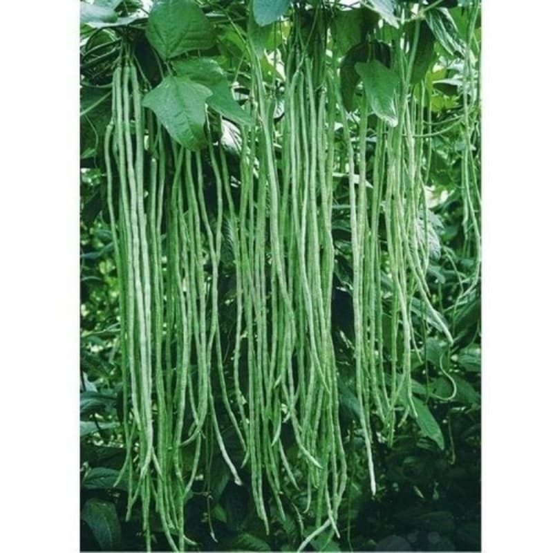 Sementes de Feijão vagem de metro 20 unidades