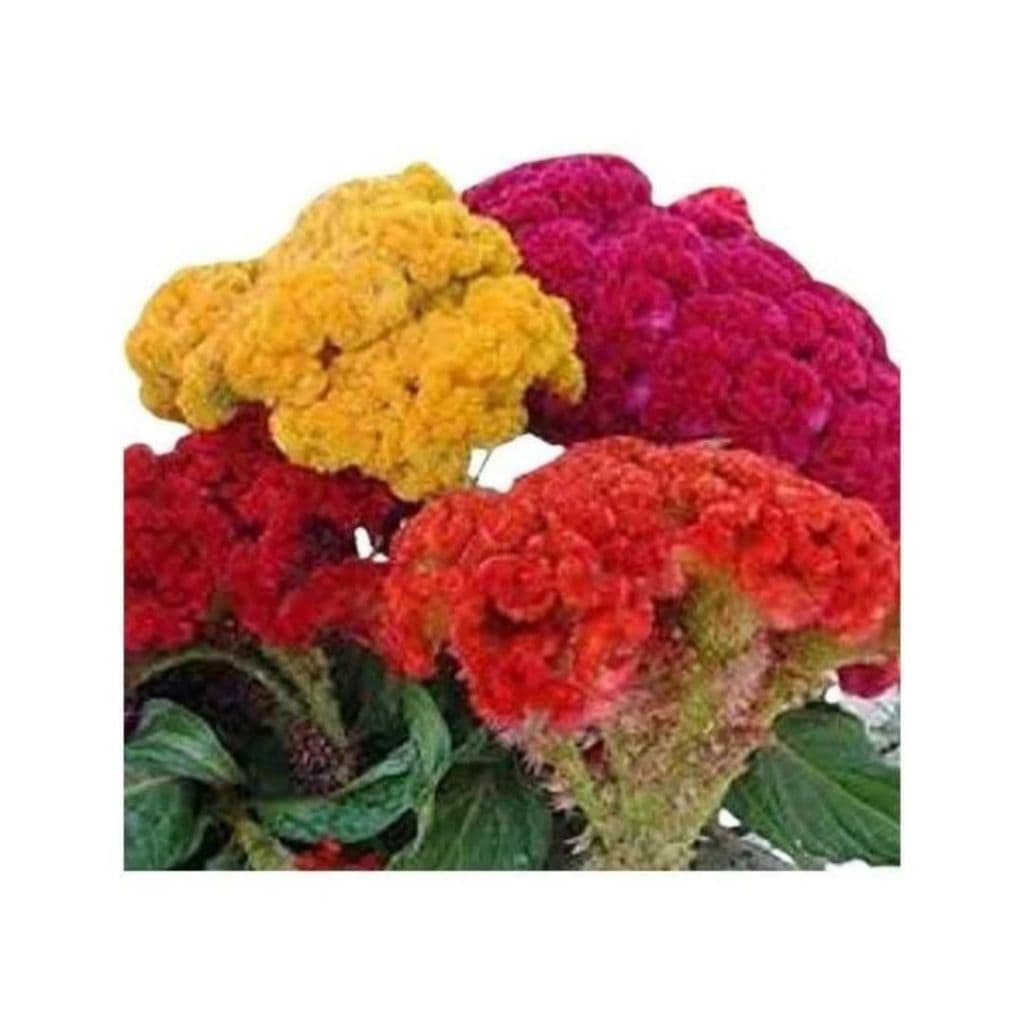 SEMENTES DE CRISTA DE GALO - CELOSIA CRISTATA SORTIDA ANA 300mg ISLA SEM. (12665 - 11383)