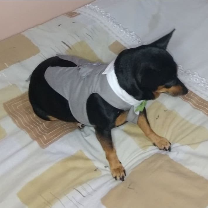 Peitoral Smoking Fraque para pet Macho-Roupa pet noivo casamento, festa - Pet do porte pequeno ao grande para cão e gato