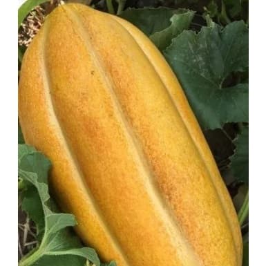40 Sementes de Melão Comprido-Melon Largo-Long Melon Melão Gaúcho Germinação Garantida.