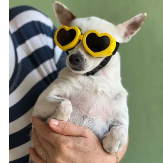 Óculos de Sol Para Cachorro Proteção Uv400 Várias Cores Cães Cachorros Pet