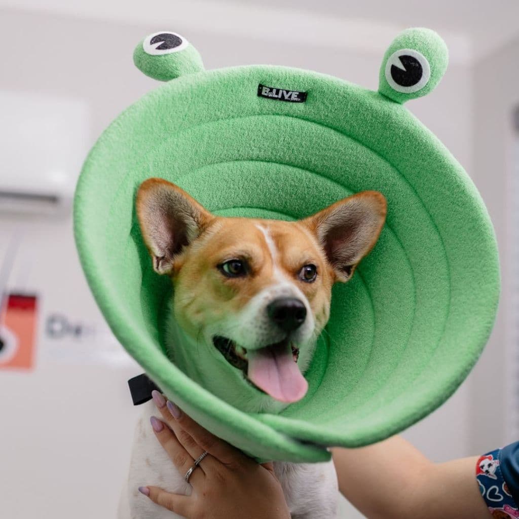 Colar Cirúrgico Elizabetano Premium Personlizado e Personagens para Cachorros e Gatos